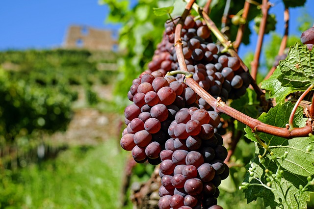 vinicola bolonha