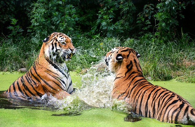 zoologico de viena
