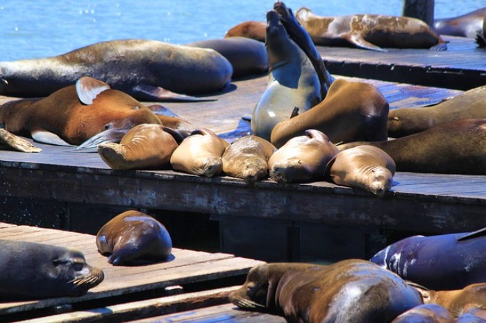 leao marinho pier 39